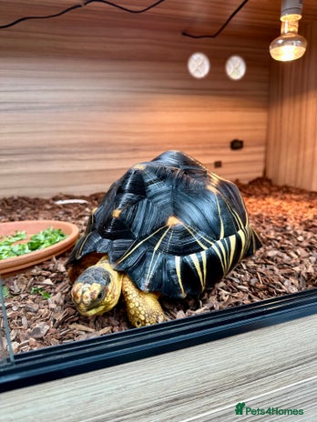 Tortoise reptiles - Advert 3