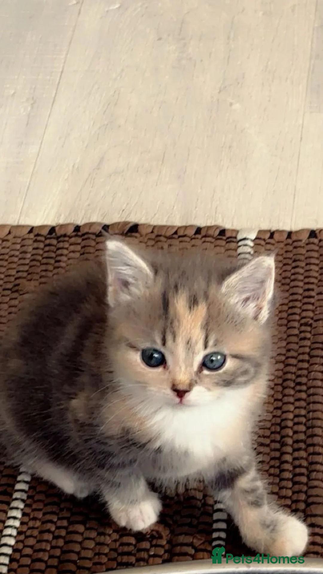Domestic Shorthair cats for sale: Domestic Shorthair - Advert 2