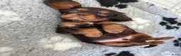 Cavalier King Charles Spaniel dogs for sale: 3 gorgeous kc health tested chocolate boys  - Advert 6