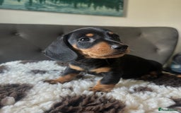Miniature Dachshund dogs for sale: REDUCED‼️last male miniature dachshund pup🩵 - Image 6