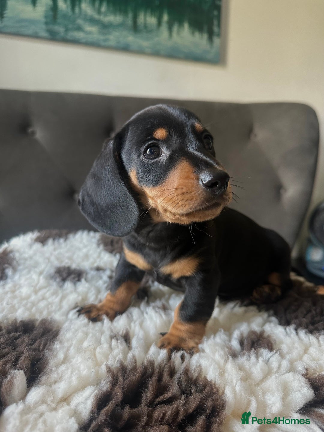 Miniature Dachshund dogs for sale: REDUCED‼️last male miniature dachshund pup🩵 - Image 6
