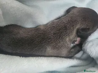 Whippet dogs KC HEALTH AND HEART TESTED WHIPPETS - Advert 2