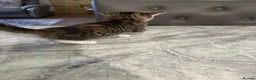Mixed Breed cats for sale: Kittens (litter of 5) looking for a loving home in Dagenham - Advert 8