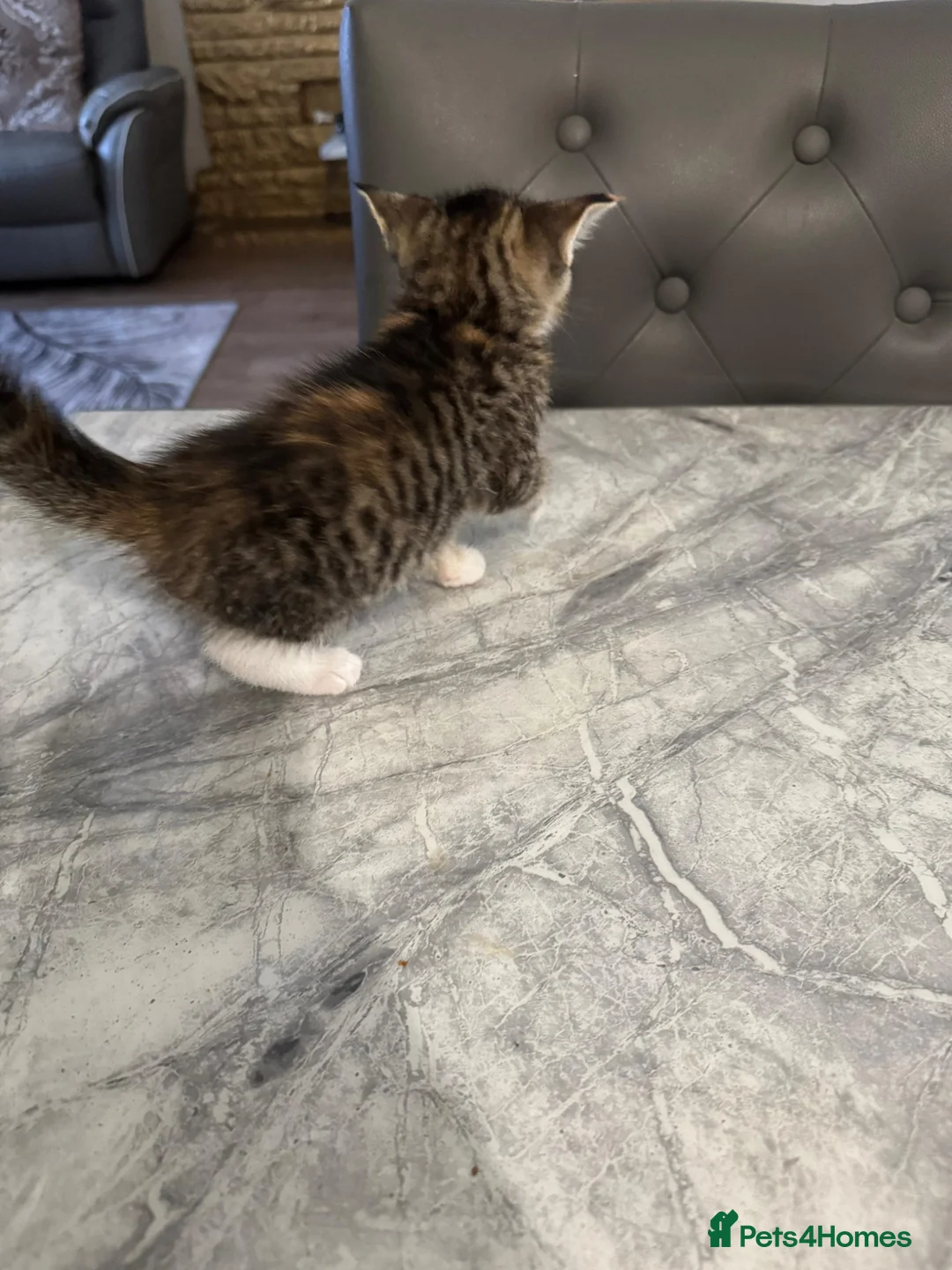 Mixed Breed cats for sale: Kittens (litter of 5) looking for a loving home in Dagenham - Advert 8