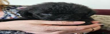 Shihpoo 3