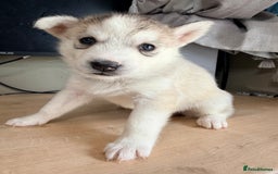 Siberian Husky dogs for sale: SIBERIAN HUSKY  - Image 31