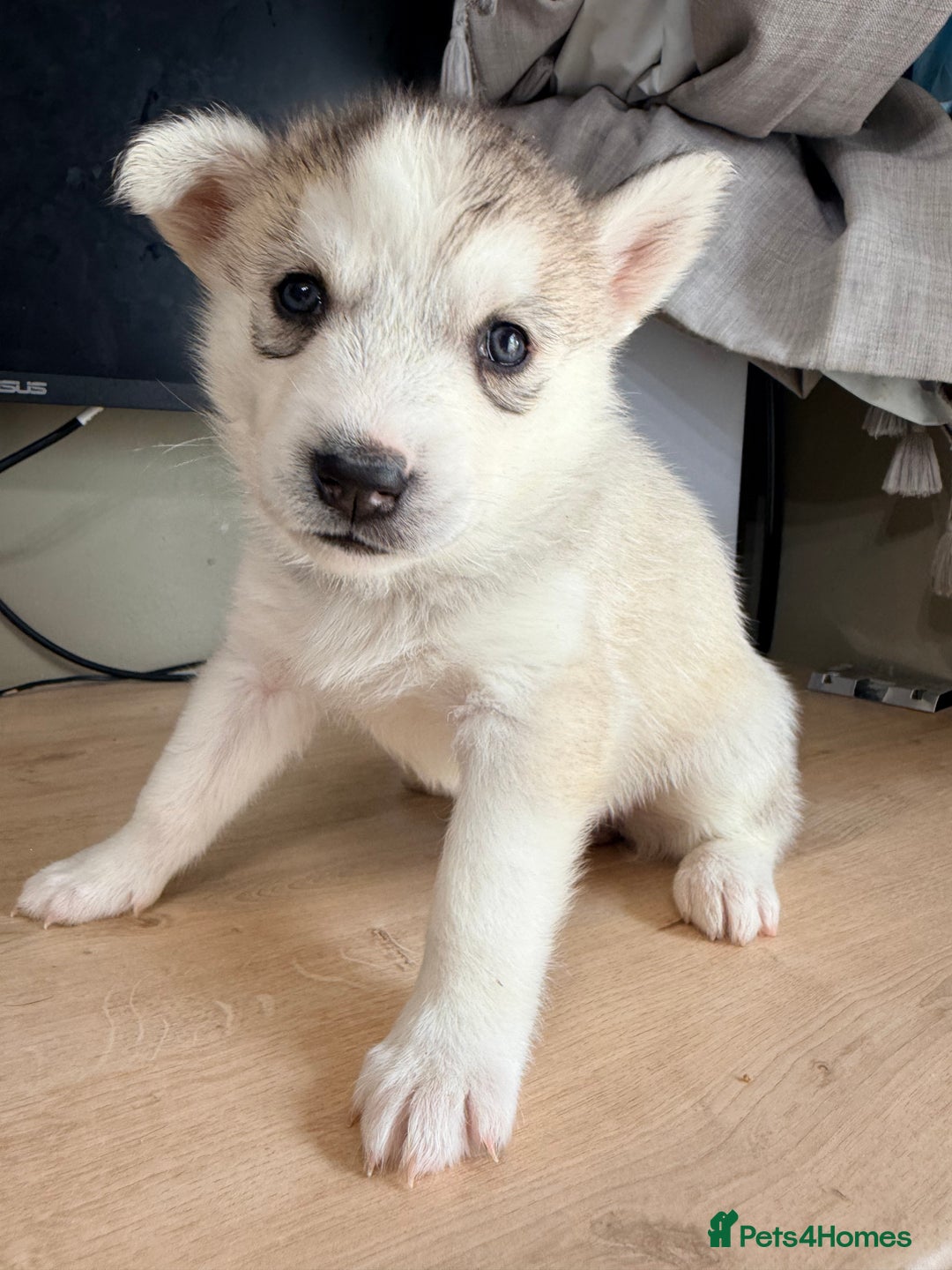 Siberian Husky dogs for sale: SIBERIAN HUSKY  - Image 31
