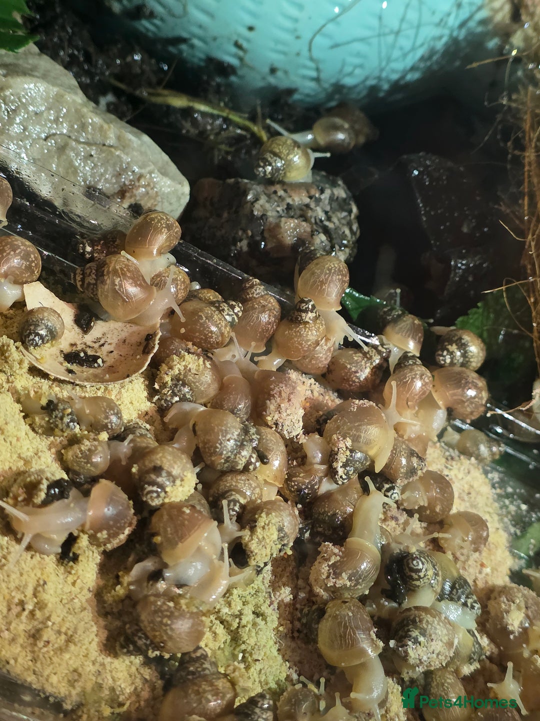 Snails invertebrates for sale: Ggghhg - Image 3