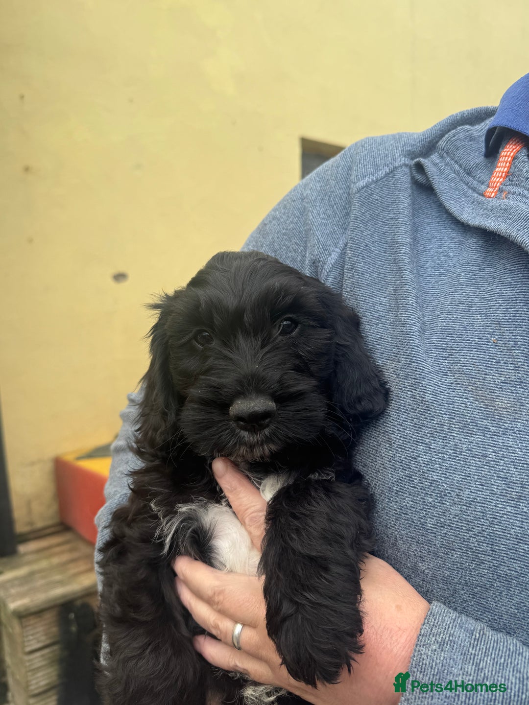 Cockapoo dogs for sale: F1 Puppies for Sale - Image 12