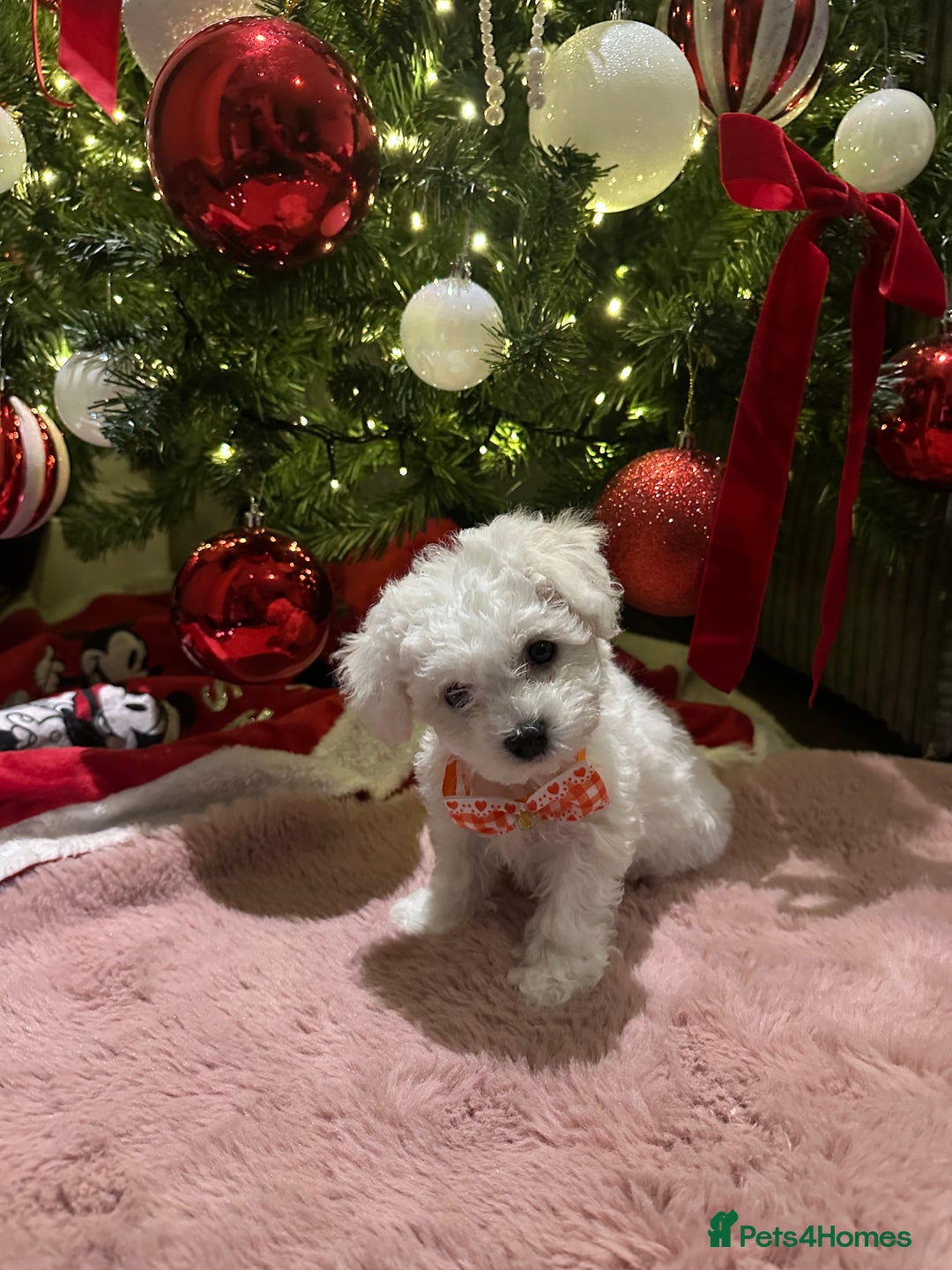 Bichon Frise dogs for sale: Pure Pedigree Champion Bloodline Bichon Frise  - Advert 5