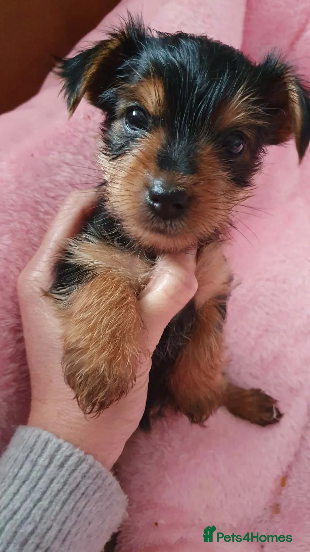 Yorkshire Terrier dogs for sale: Yorkshire terrier puppies  - Advert 4
