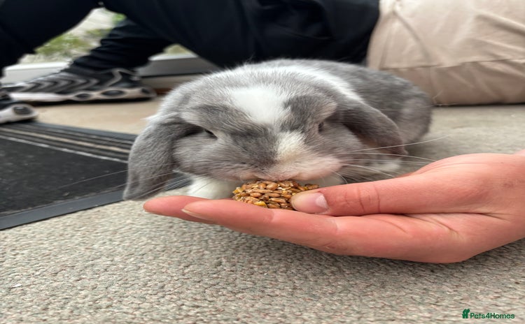 Mini Lop rabbits - Advert 1