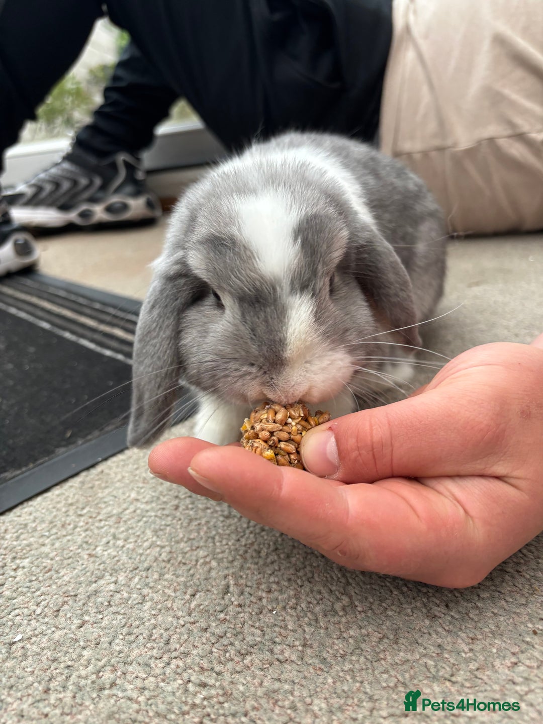Mini Lop rabbits for sale: Blue eyed mini lop - Image 2