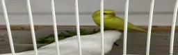 Budgerigars birds for sale: New baby budgies ready next week  - Advert 6