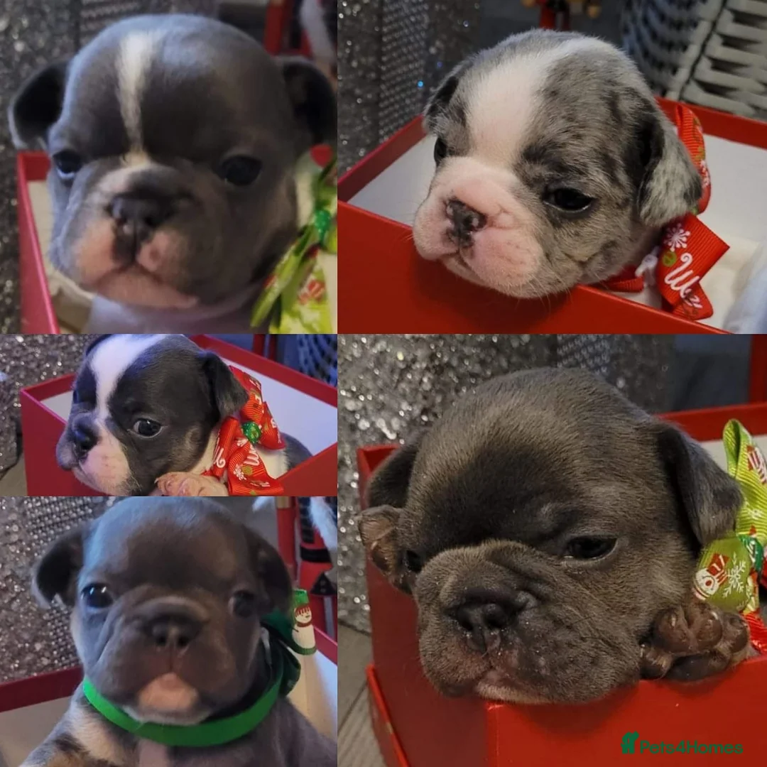 French Bulldog dogs for stud: Blue and tan quad merle in Sheffield - Advert 13