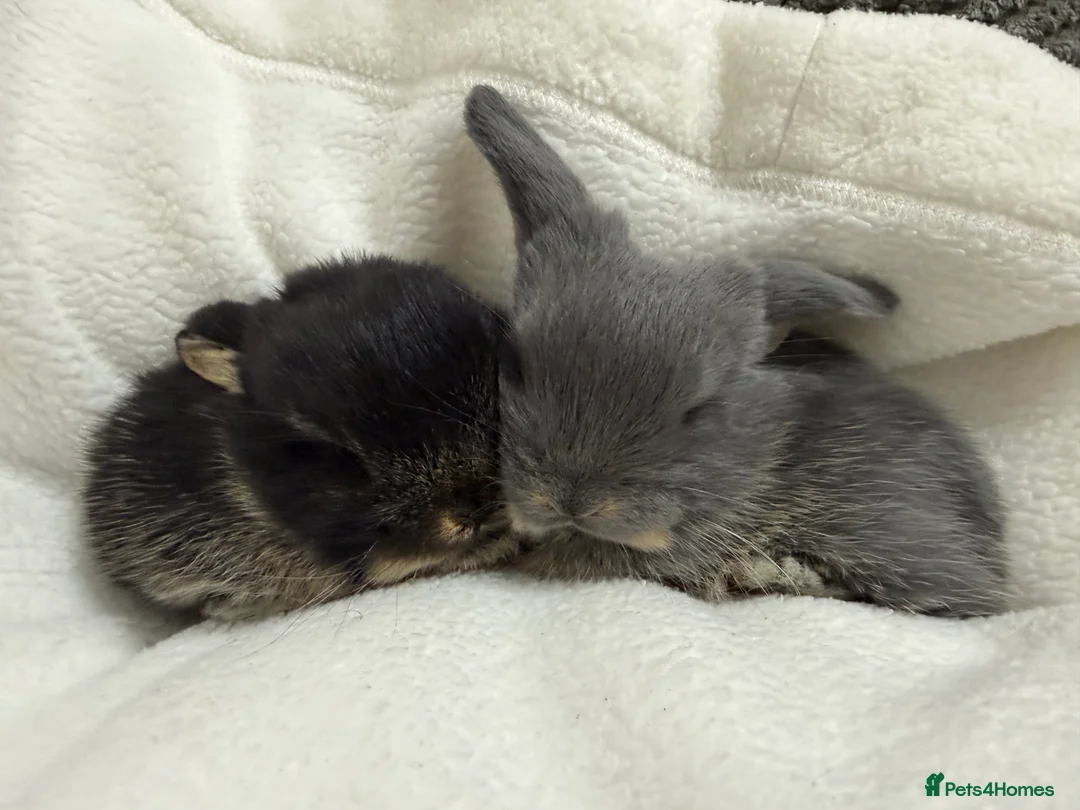 Mini Lop rabbits for sale: 6 gorgeous mini lops  in Tiverton - Advert 2