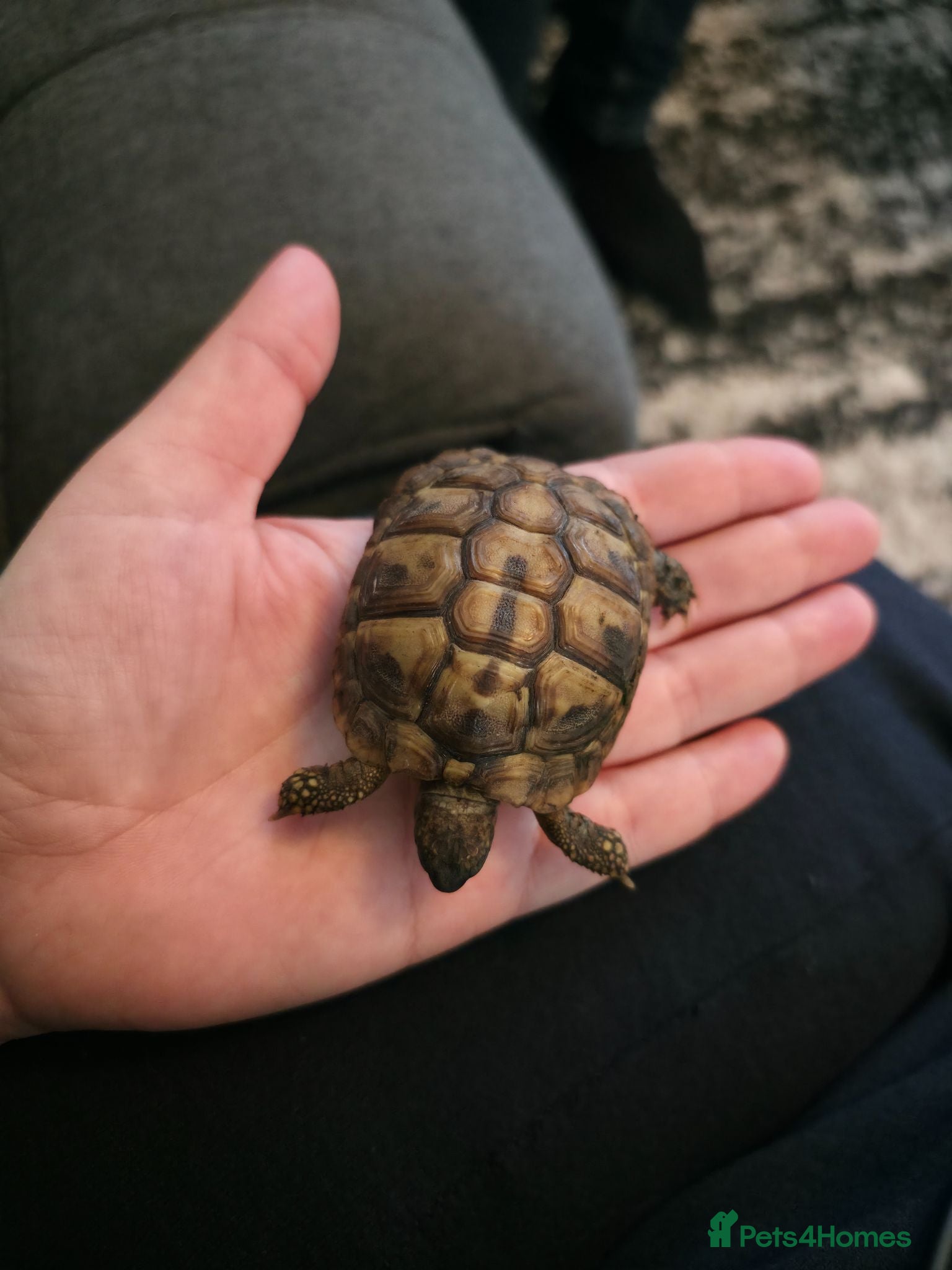 Hermann Tortoise reptiles Tortuses for sale two avaliable young  - Advert 9