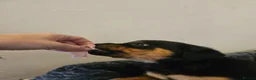 Rottweiler dogs for sale: Exceptional Rottweiler Pups- ready in a week! - Advert 13