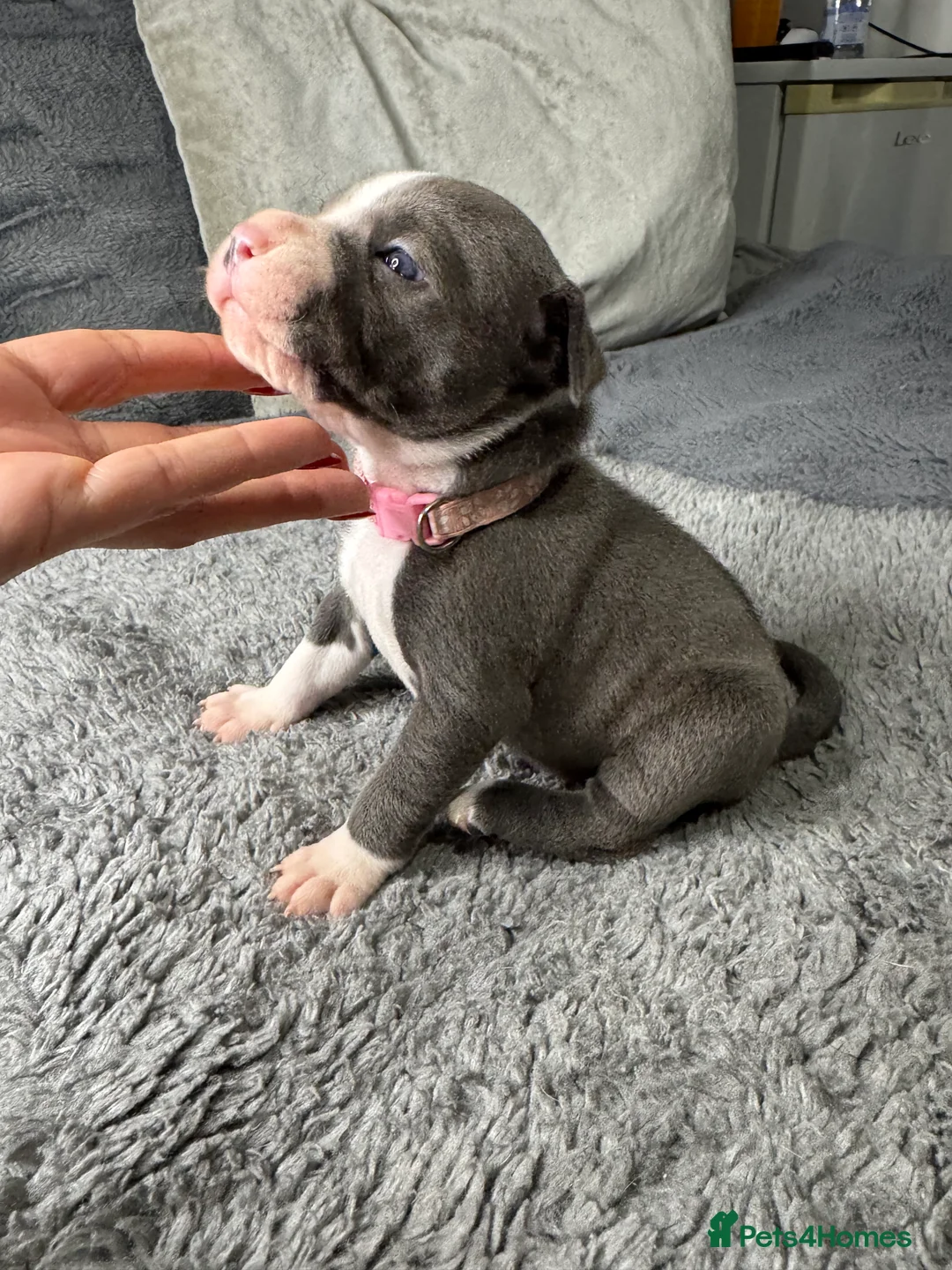 Staffordshire Bull Terrier dogs for sale: Staffy puppy for sale - Advert 2