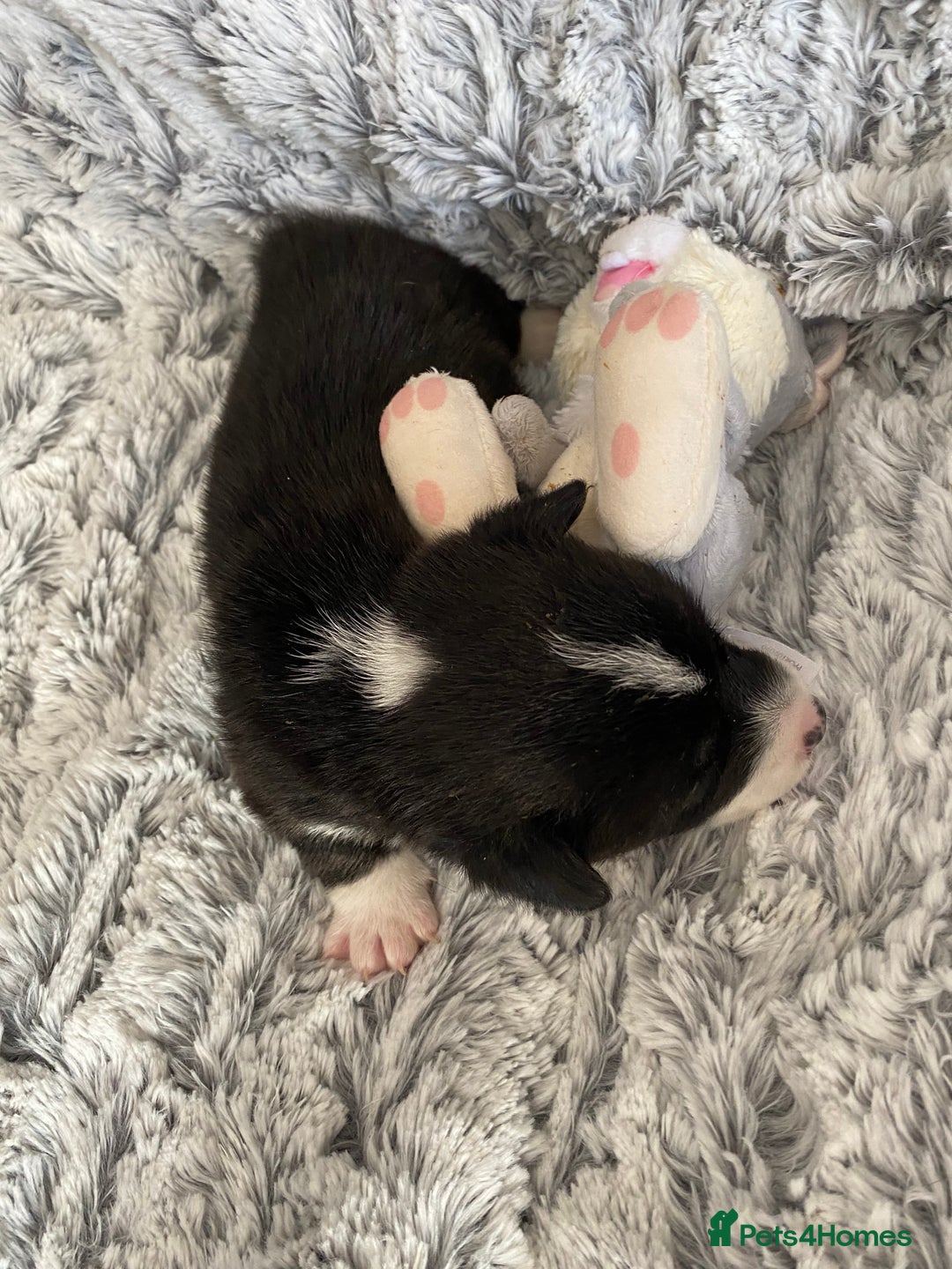 Welsh Corgi Cardigan dogs for sale: WELSH CARDIGAN CORGI BABIES FROM 5 ⭐ LICENSED HOME - Image 24