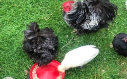 Chickens poultry for sale: Pair of pure pekin bantams - Image 3