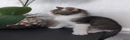 Mixed Breed cats for sale: Tabby Kittens 😸  - Advert 10