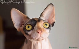Sphynx cats for sale: Beautiful Sphynx Calico Girl  - Image 5