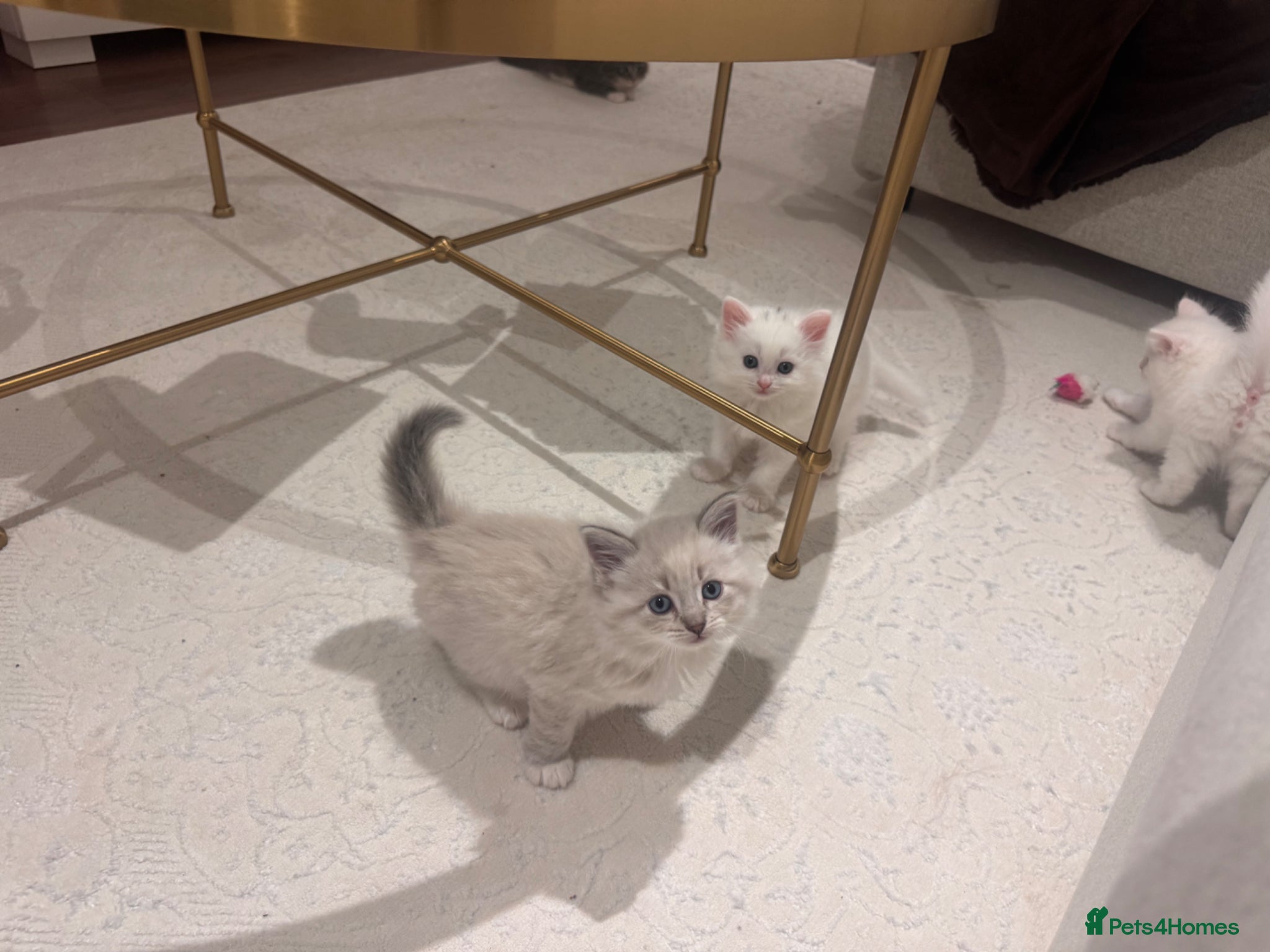 Siberian cats for sale: 🐾 Adorable Siberian Kittens  - Advert 17