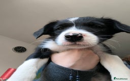 Border Collie dogs for sale: Border Collie Puppies - Image 1