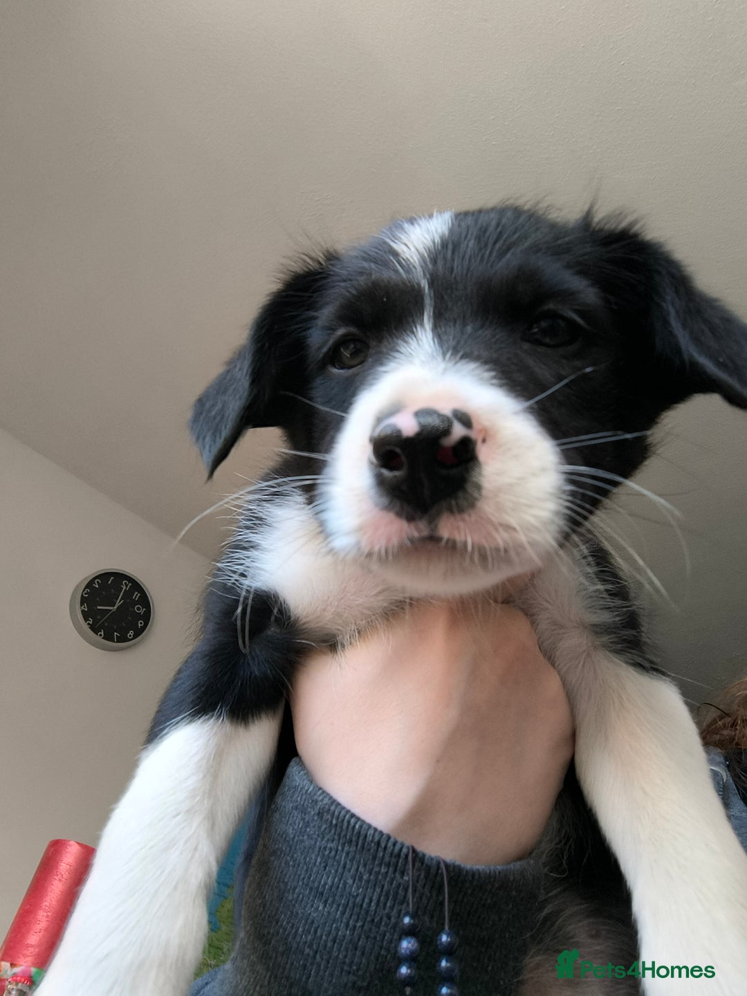 Border Collie dogs for sale: Border Collie Puppies - Image 1