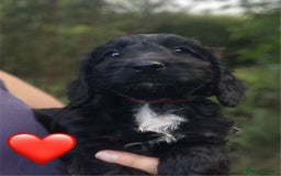 Sproodle dogs for sale: Stunning F1 Sproodle puppies  - Image 10