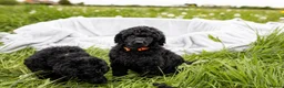 Standard Poodle dogs for sale: The Magnificent Seven Standard Poodle Puppies - Advert 3