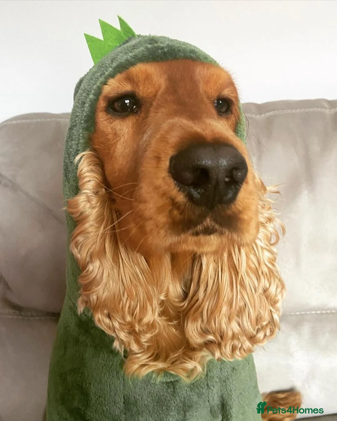 Cocker Spaniel dogs for stud: Cocker Spaniel For Stud in Liverpool - Advert 20