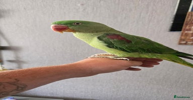 Parrots birds - Advert 12