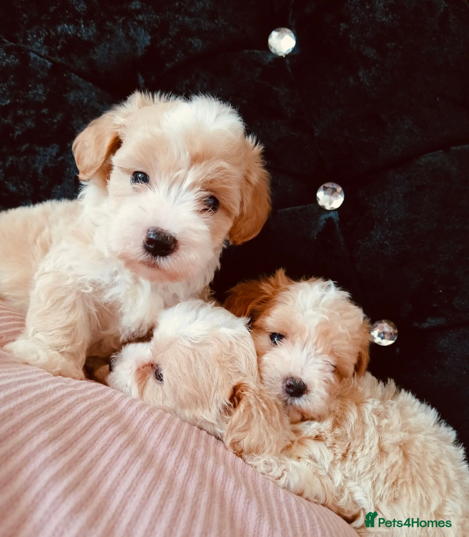 Maltipoo dogs Beautiful Maltipoo puppies for sale 🐶❤️ - Advert 6