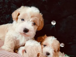 Maltipoo dogs Beautiful Maltipoo puppies for sale 🐶❤️ - Advert 4