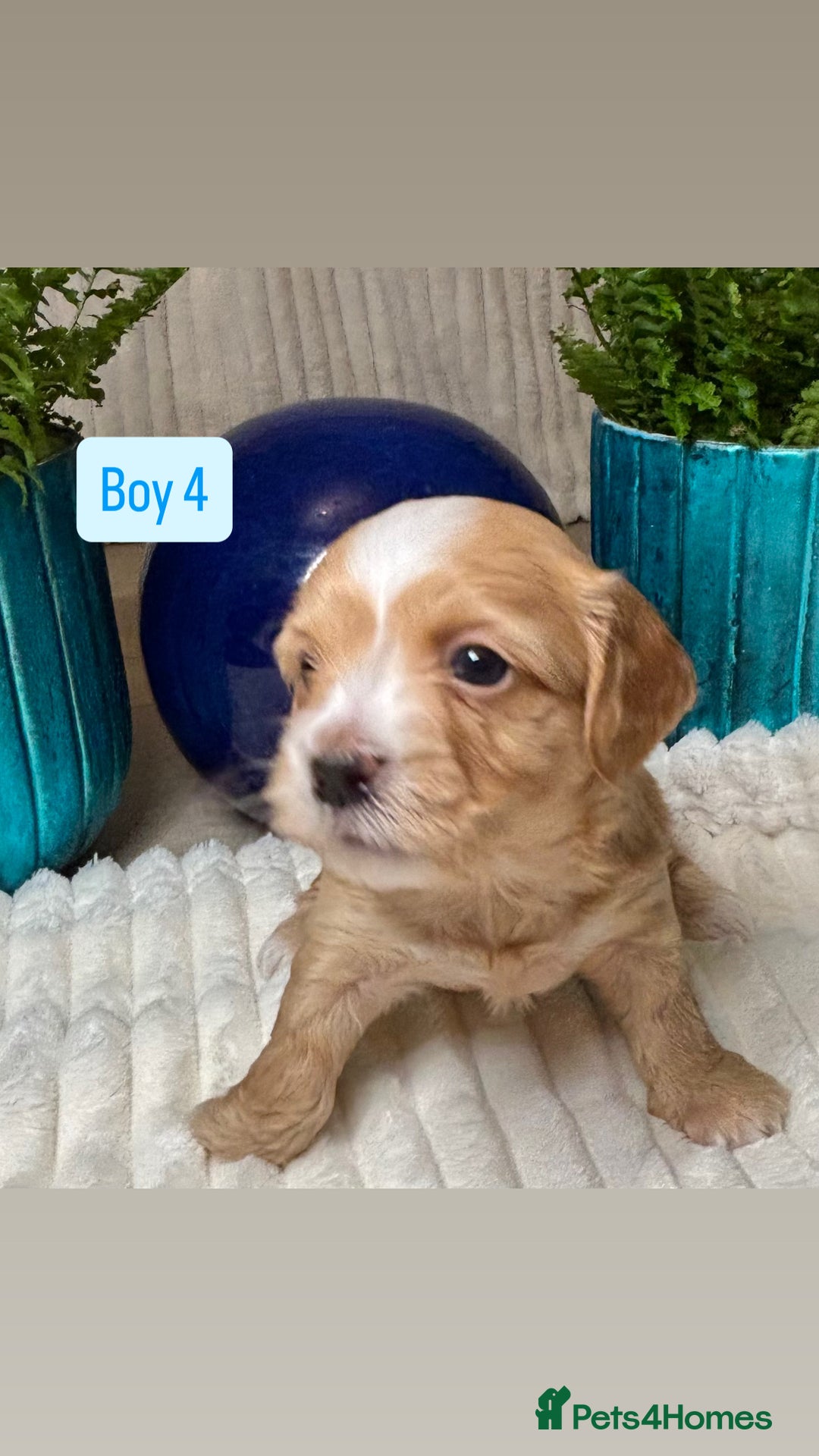 Havanese dogs for sale: 9 Beautiful Havanese Pedigree Puppies  - Advert 14