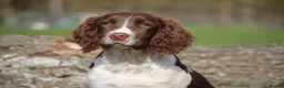 English Springer Spaniel dogs for sale: Rowanvale's Trained Jennie  - Advert 7