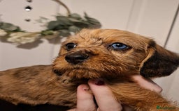 Miniature Dachshund dogs for sale: Miniature dachshund puppies  - Image 2