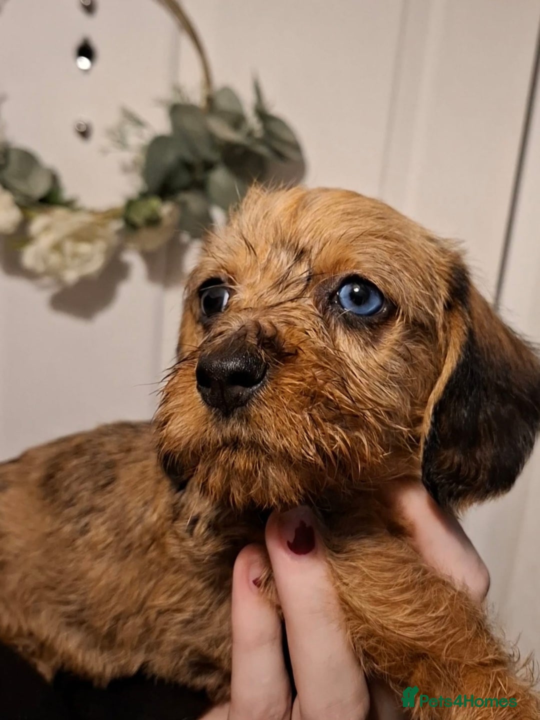Miniature Dachshund dogs for sale: Miniature dachshund puppies  - Image 2