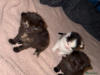 British Shorthair cats - Advert 2