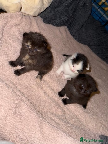 British Shorthair cats - Advert 7
