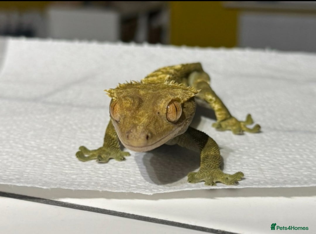 Gecko reptiles for sale: Male crested gecko with full setup - Image 6