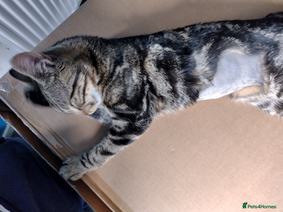 Mixed Breed cats for sale: outdoor Alpha Tom  - Image 1