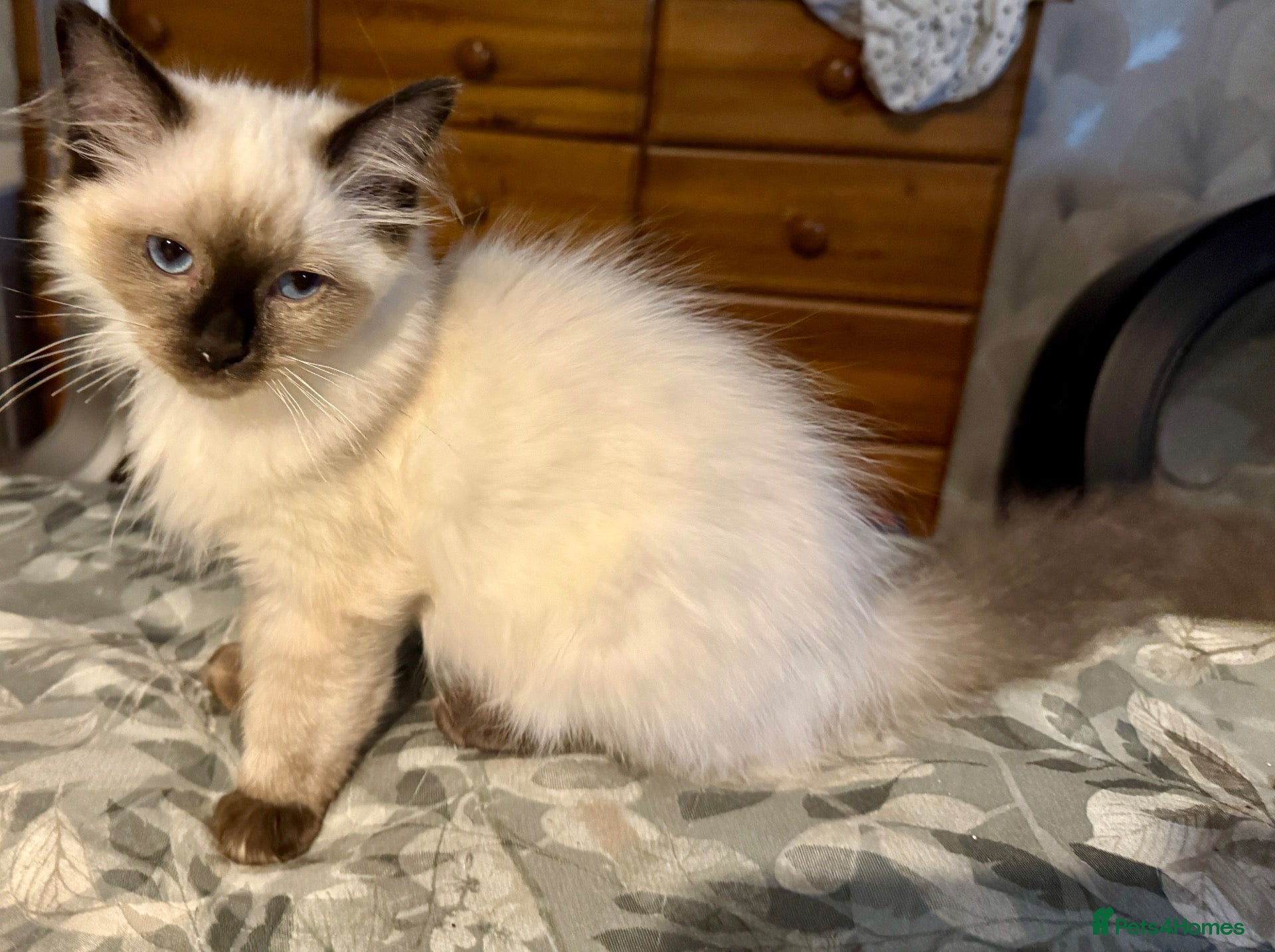 Ragdoll cats Ragdoll kittens - Advert 1