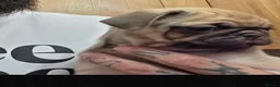 Pug dogs for sale: Gorgeous pug puppies  in London - Advert 2