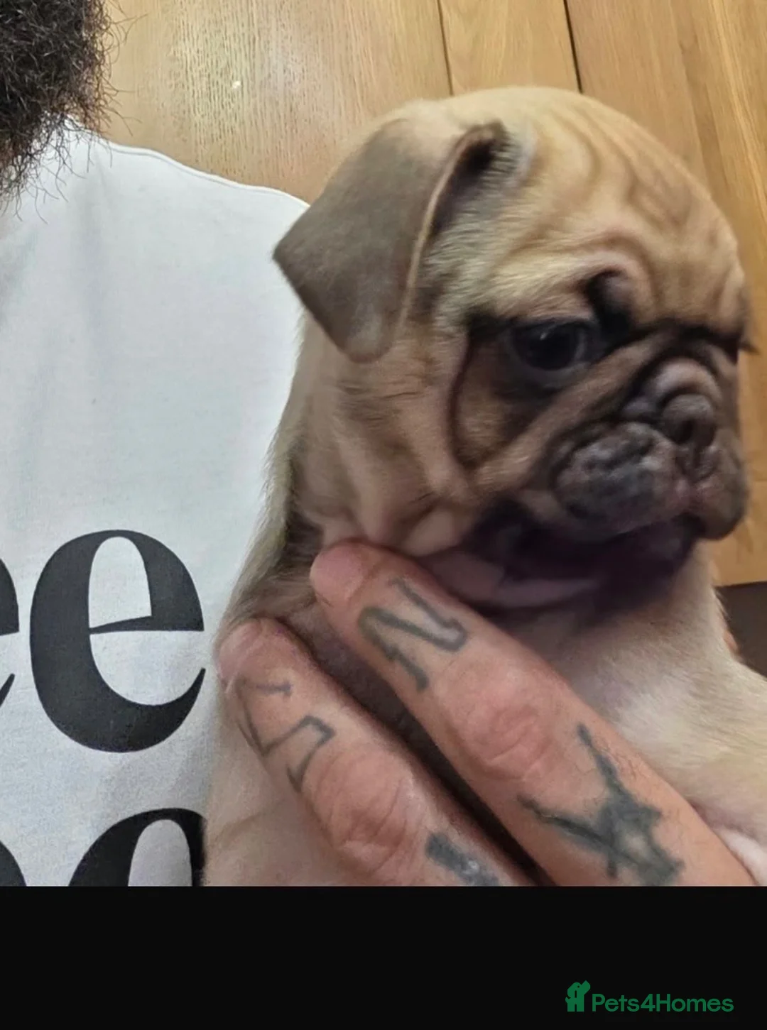 Pug dogs for sale: Gorgeous pug puppies  in London - Advert 2