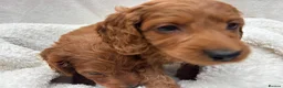 Cavapoo dogs for sale: Cavapoo puppies - Advert 6