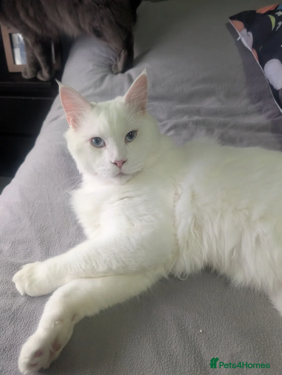 Maine Coon cats for sale: Maine coon kittens  in Stalybridge - Advert 2