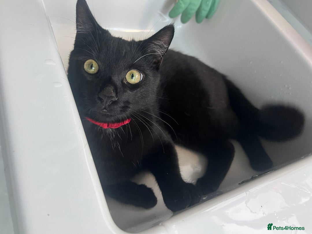 Bombay cats for sale: Misco is looking for his forever home 🐈‍⬛  - Advert 3